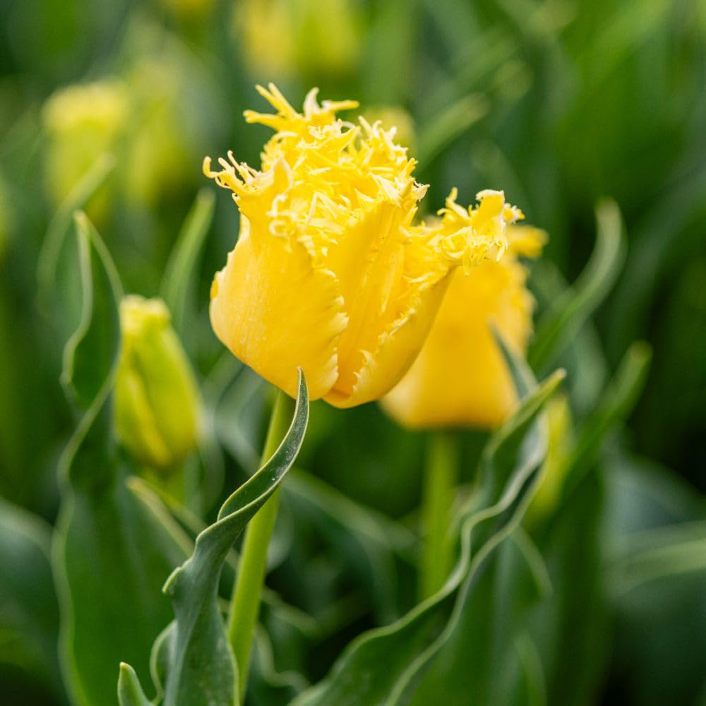 Thompson and Morgan Tulip Sunny Time Planting Bulb 16 Pack