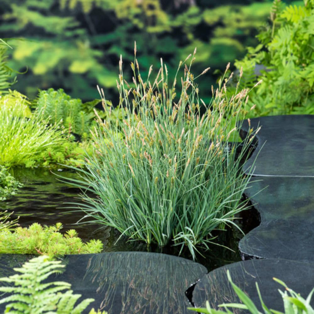 Thompson and Morgan Carex Panacea Plant Pot 9cm 3 Pack