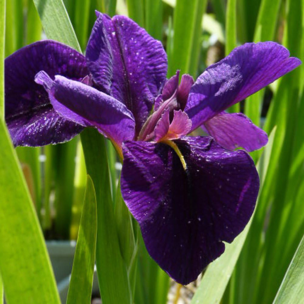 Thompson and Morgan Iris Louisiana Black Gamecock Plant Pot 9cm