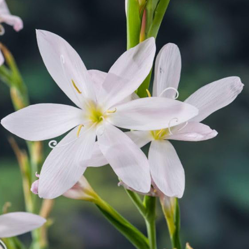 Thompson and Morgan Schizostylis Coccinea Alba Plant Pot 9cm 3 Pack