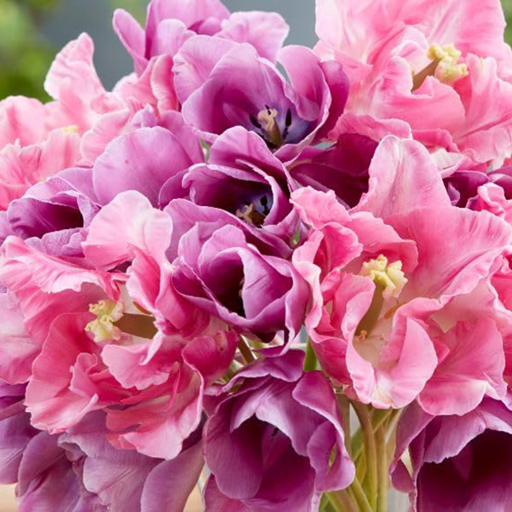 Thompson and Morgan Tulip Purple Shades Mix Spring Planting Bulb 16 Pack