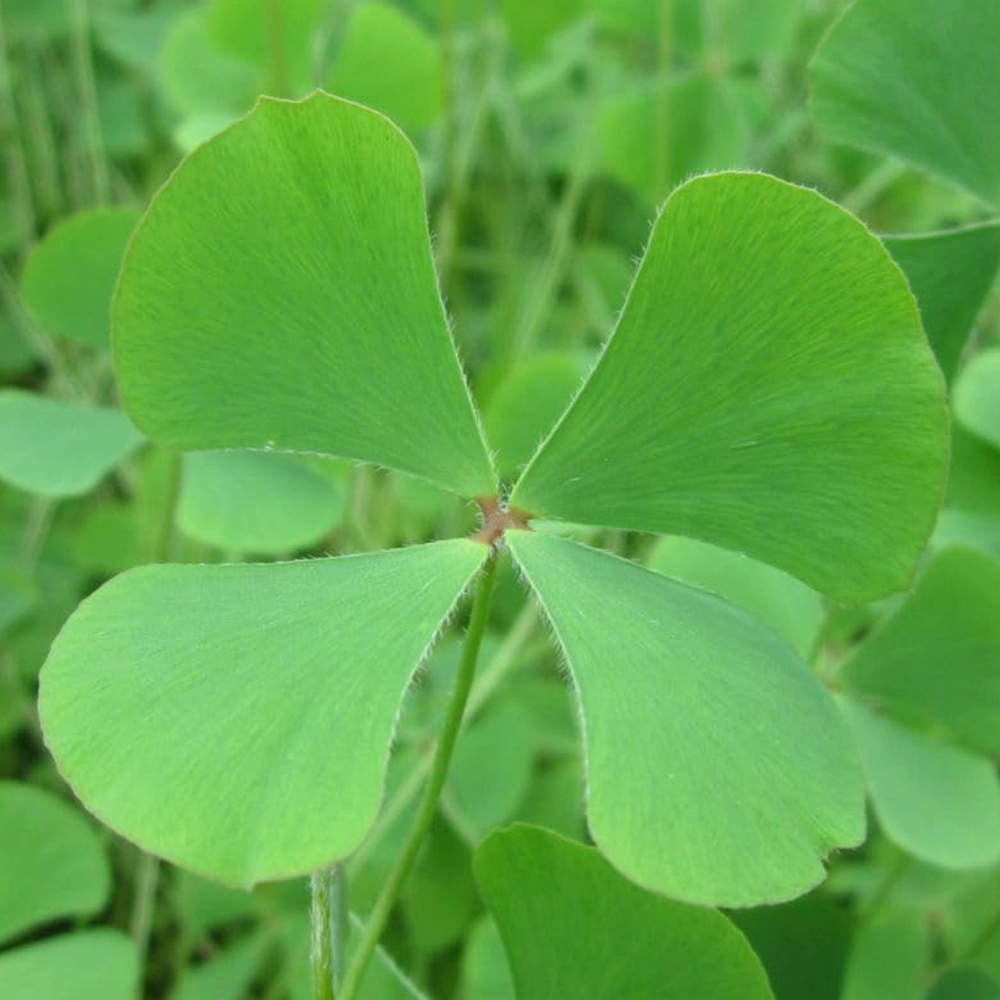 Thompson and Morgan Marsilea Quadrifolia Plant Basket 11cm