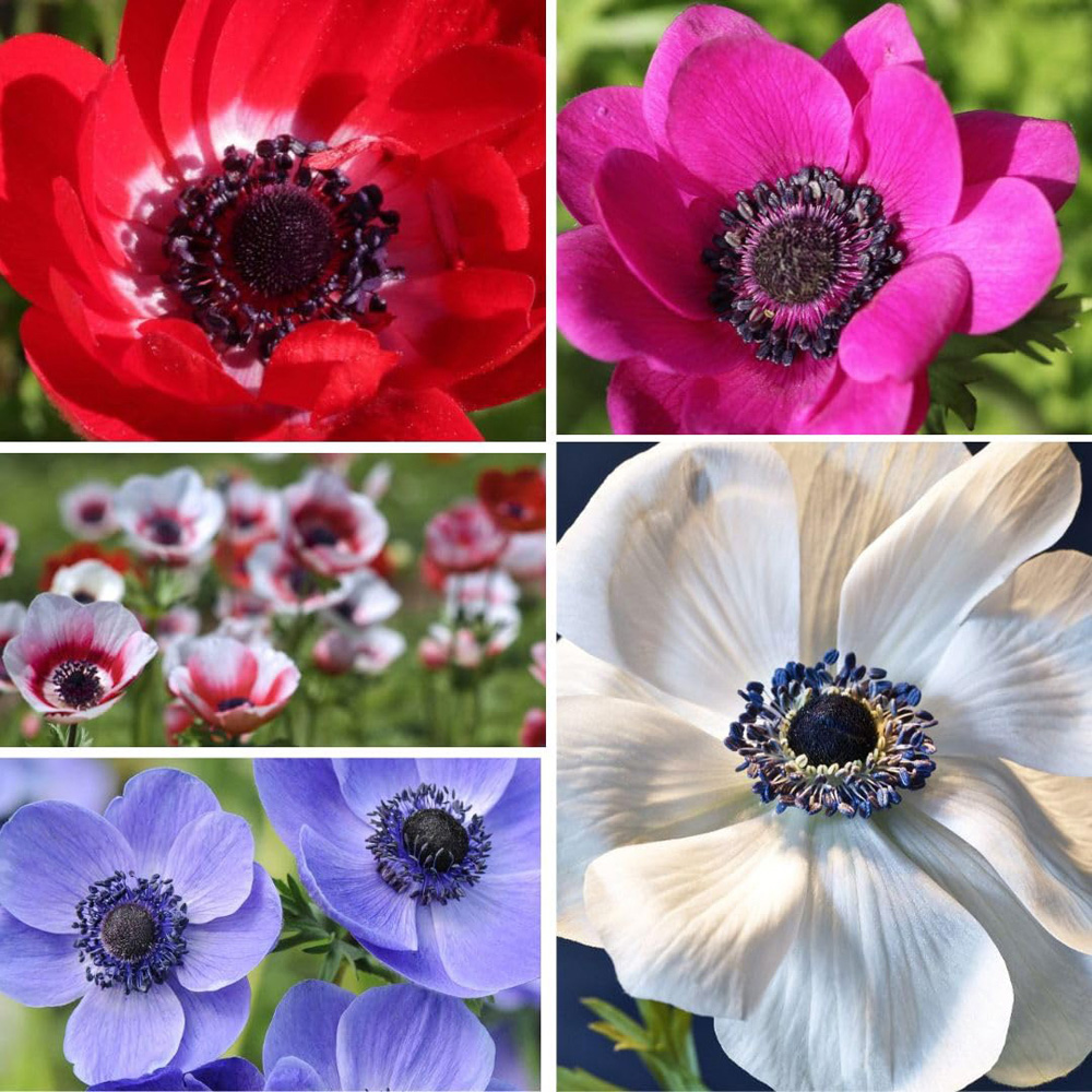 Thompson and Morgan Anemone Rainbow Collection Planting Bulb 350 Pack