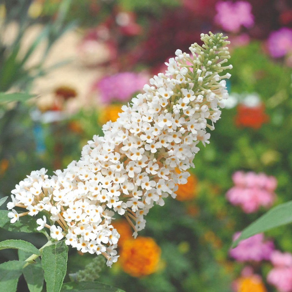 Thompson and Morgan Buddleja Buzz Ivory Plant Pot 1L 2 Pack