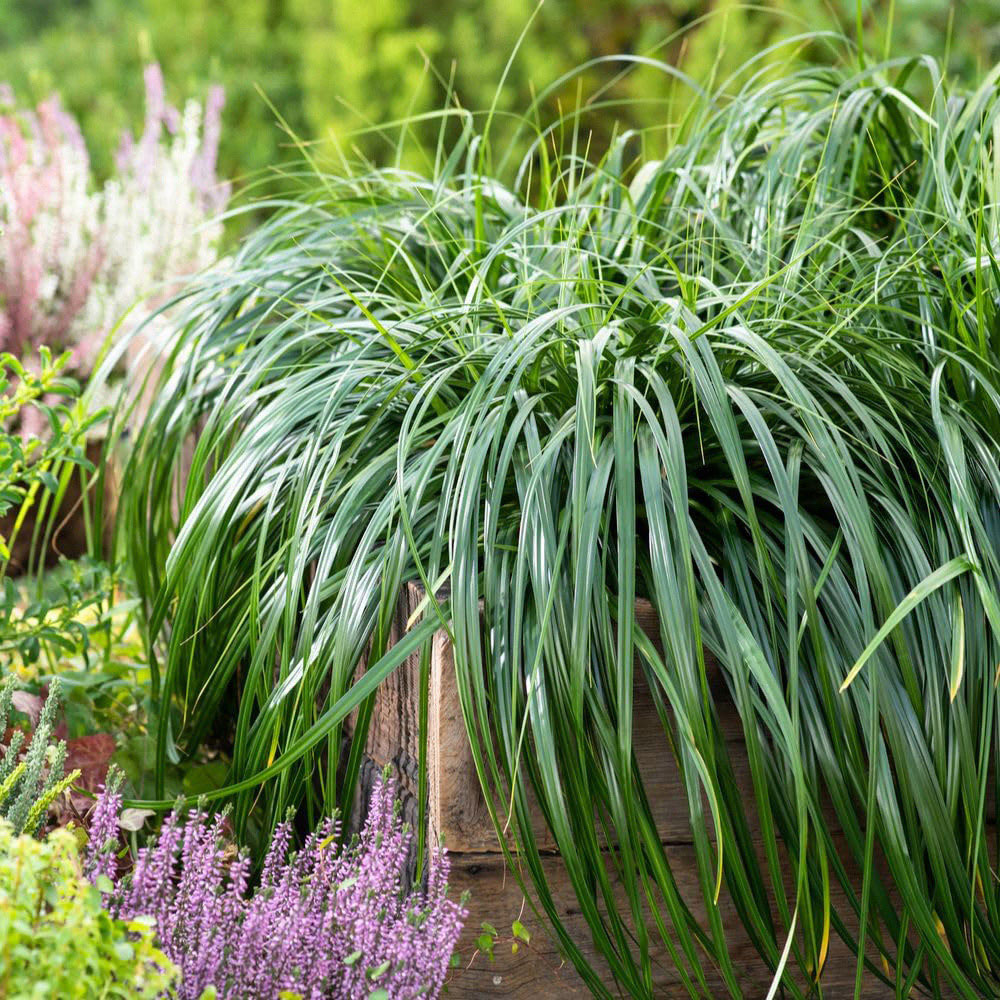 Thompson and Morgan Carex Ribbon Falls Plant Pot 9cm 3 Pack