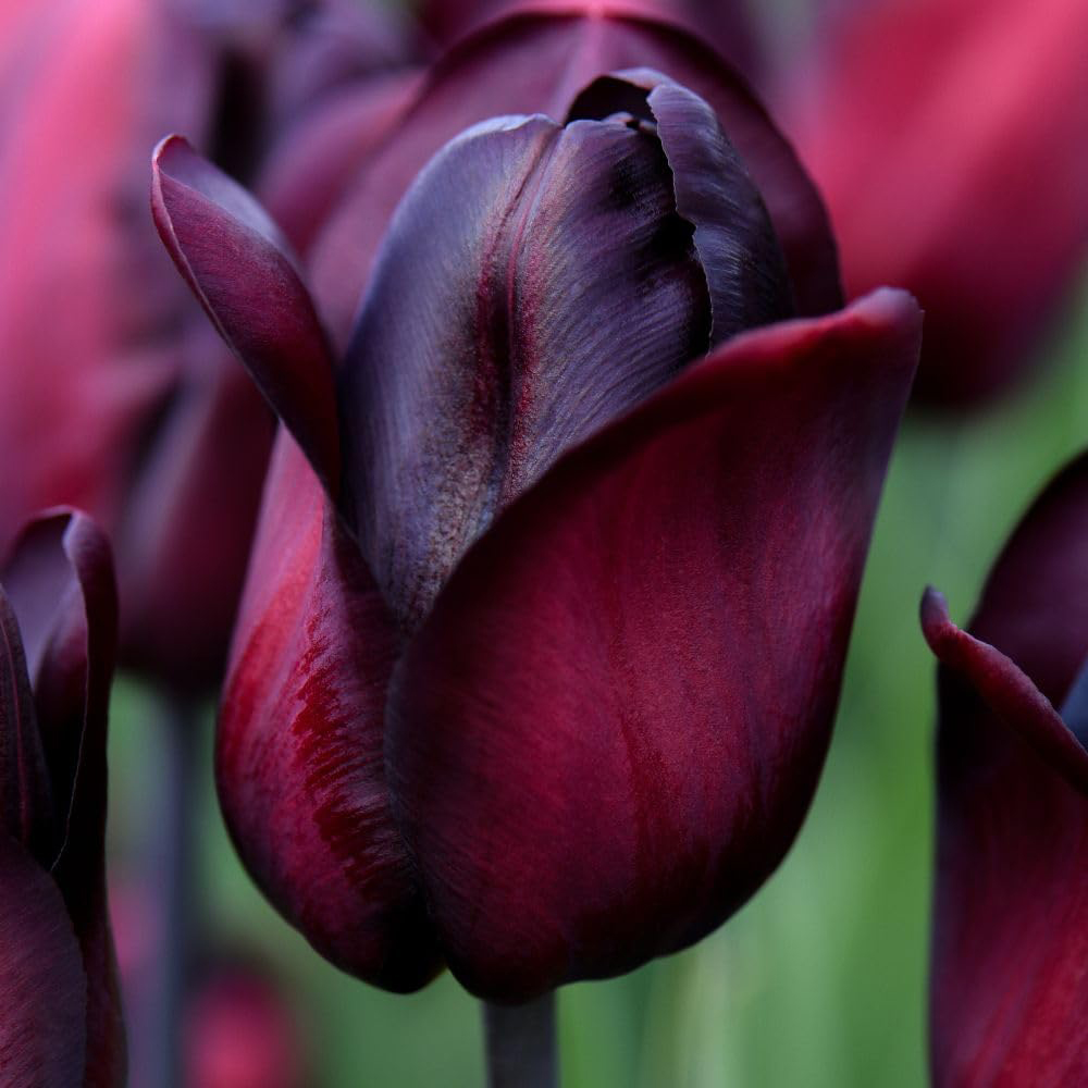 Thompson and Morgan Tulip Triumph Ronaldo Planting Bulb 16 Pack