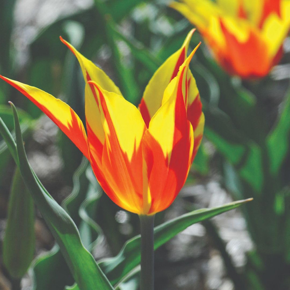 Thompson and Morgan Tulip Fire Wings Bulbs 8 Pack