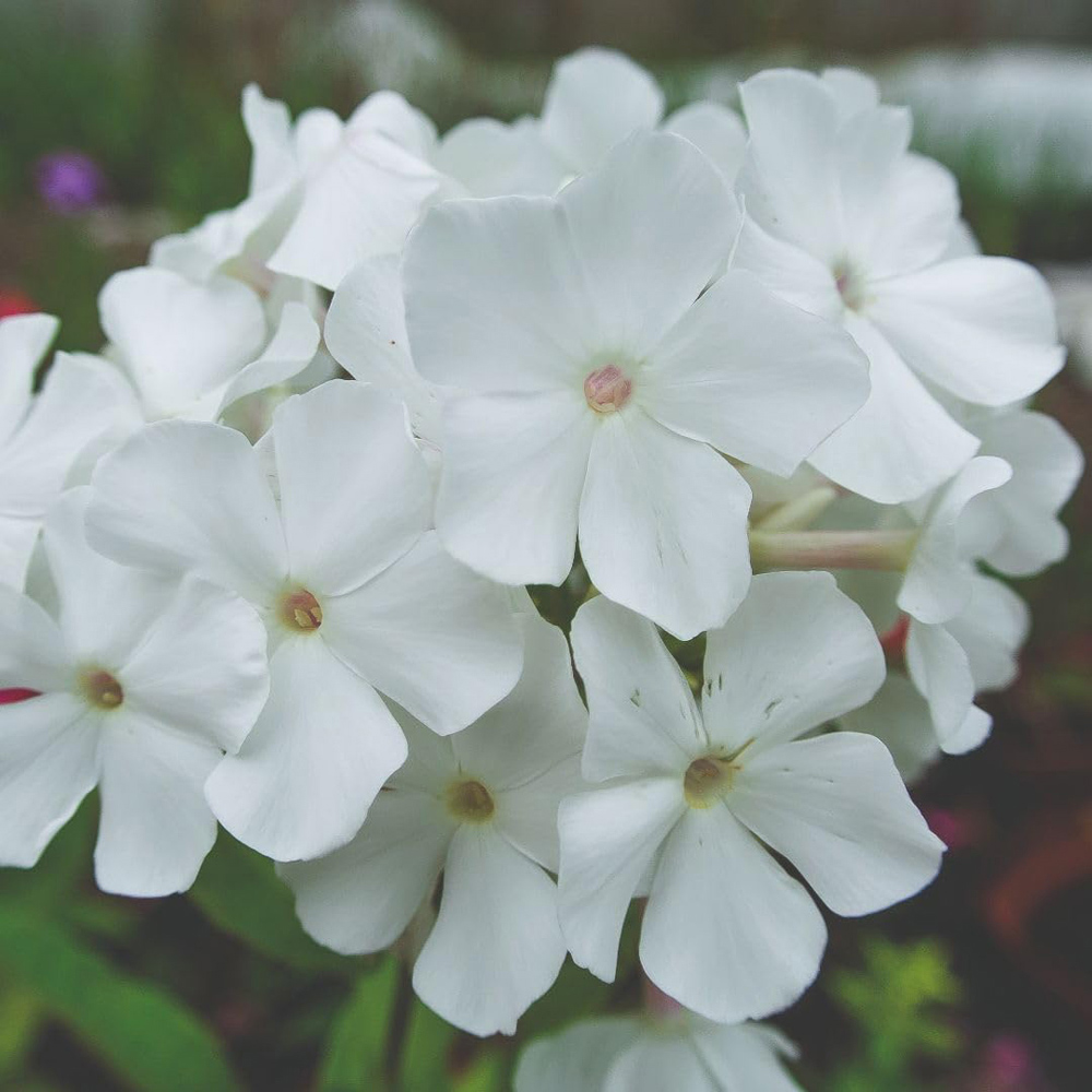 Thompson and Morgan Phlox Paniculata Rembrandt Plant Pot 9cm 2 Pack