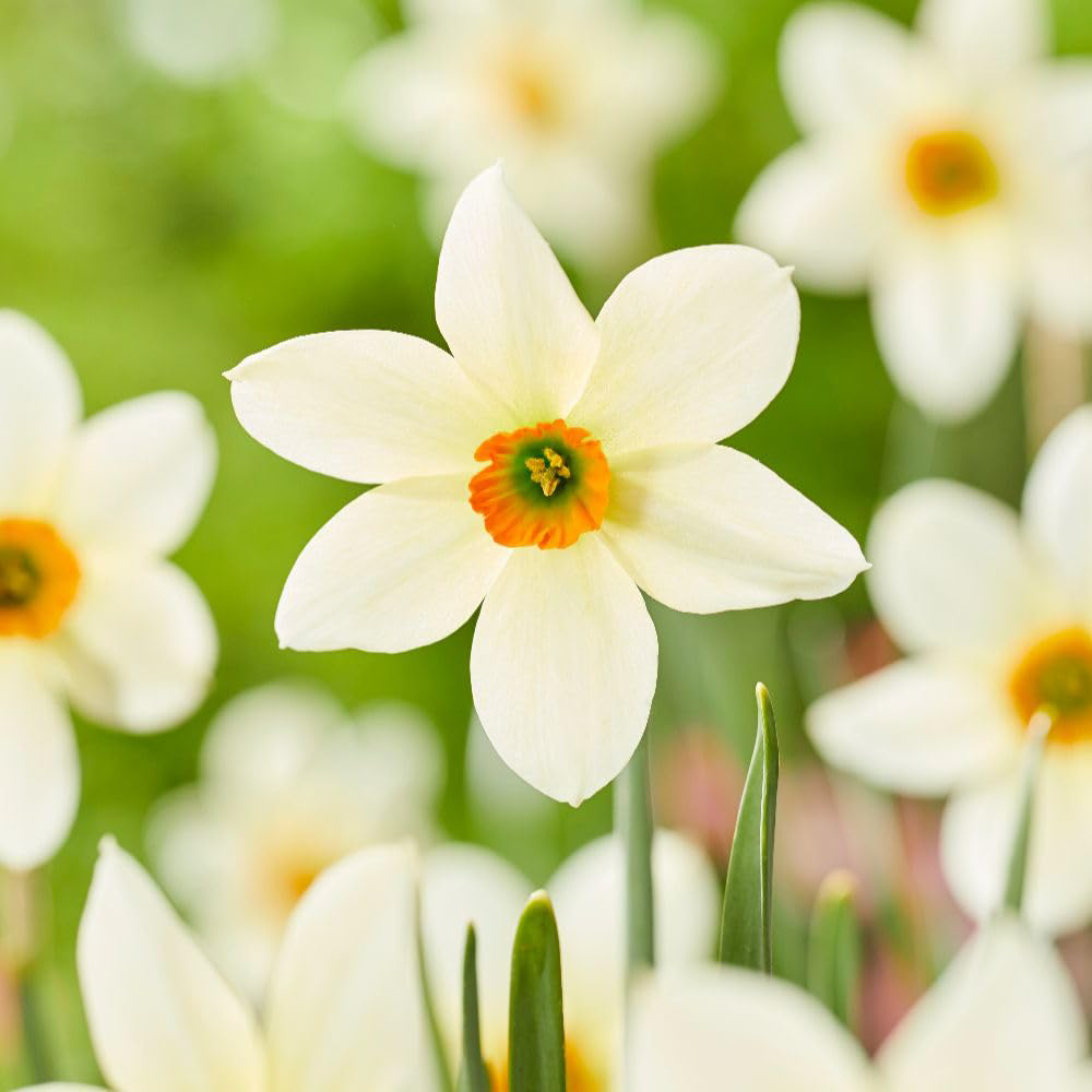 Thompson and Morgan Narcissus Viridi 2 Bulbs 10 Pack