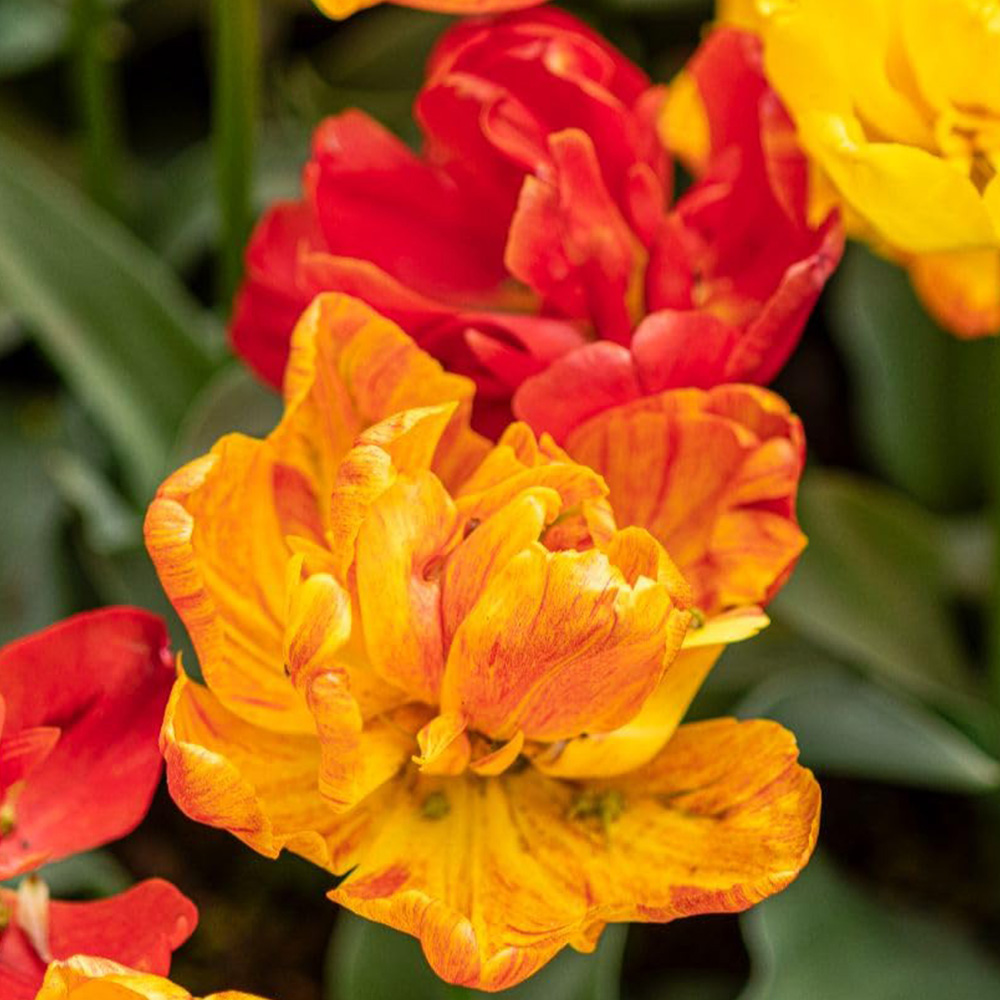 Thompson and Morgan Tulip Baby Blend Bulbs 16 Pack