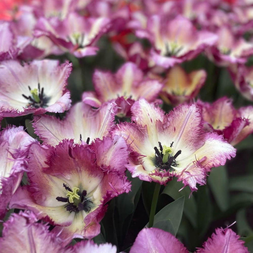 Thompson and Morgan Tulip Colour Fusion Bulbs 16 Pack