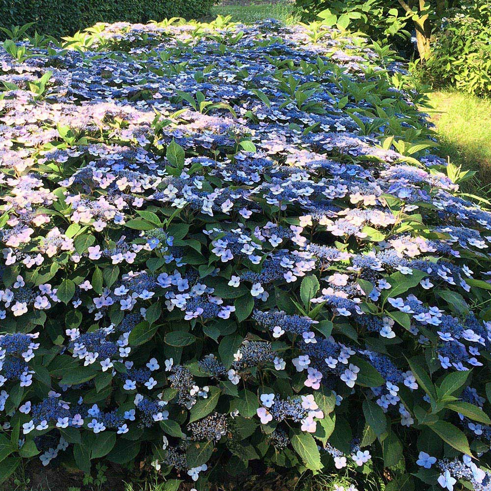 YouGarden Hydrangea Serrata Magic Pillow Plant Pot 9cm 3 Pack