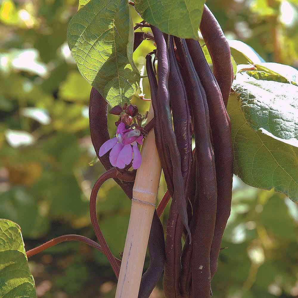 Thompson & Morgan Climbing Bean Blauhilde 70 Seeds Packet