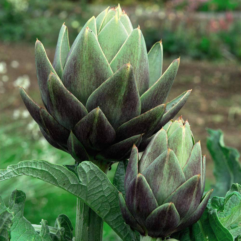 Thompson and Morgan Artichoke Green Globe Improved Seeds