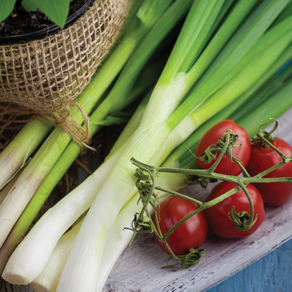 Thompson and Morgan Spring Onion White Lisbon Seeds