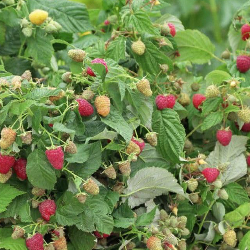 Thompson & Morgan Fruit Raspberry Rubus Little Sweet Sister Plant Pot 13cm 2 Pack