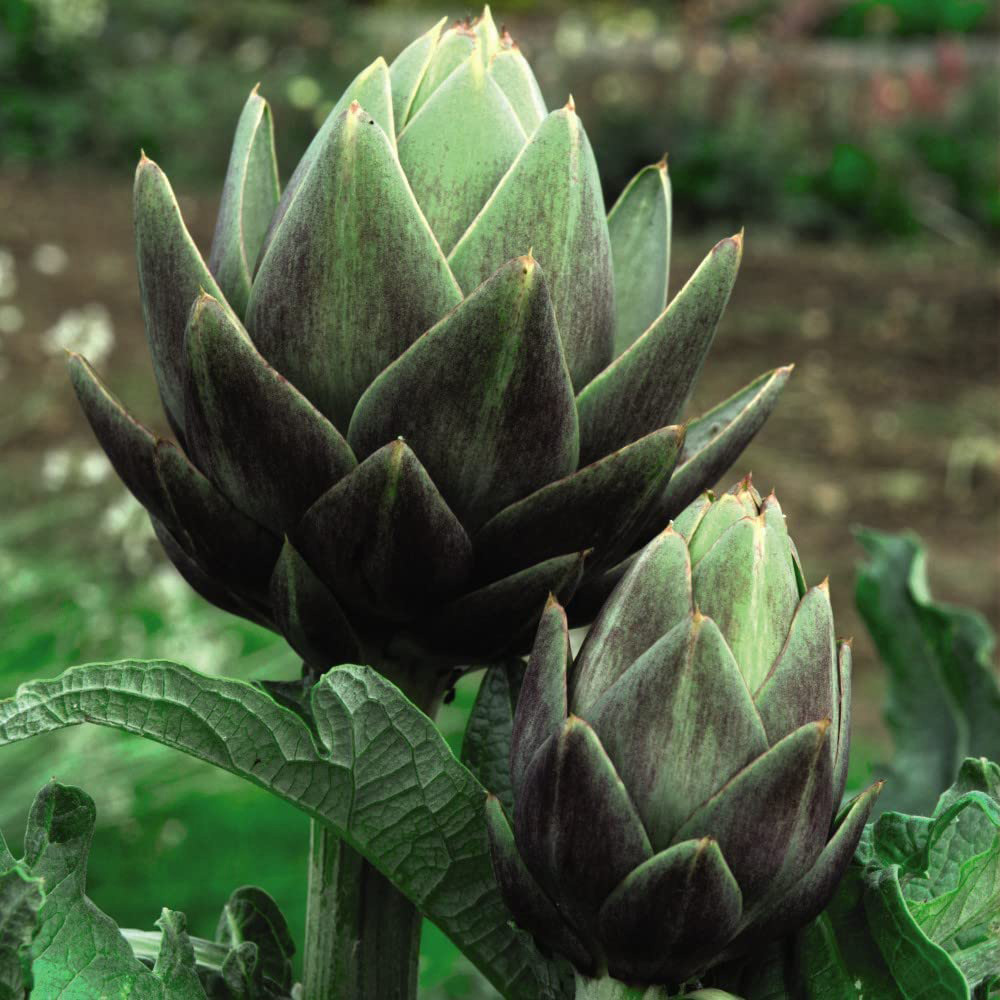 Thompson & Morgan Vegetable Artichoke Green Globe Plug Plant 34mm 3 Pack