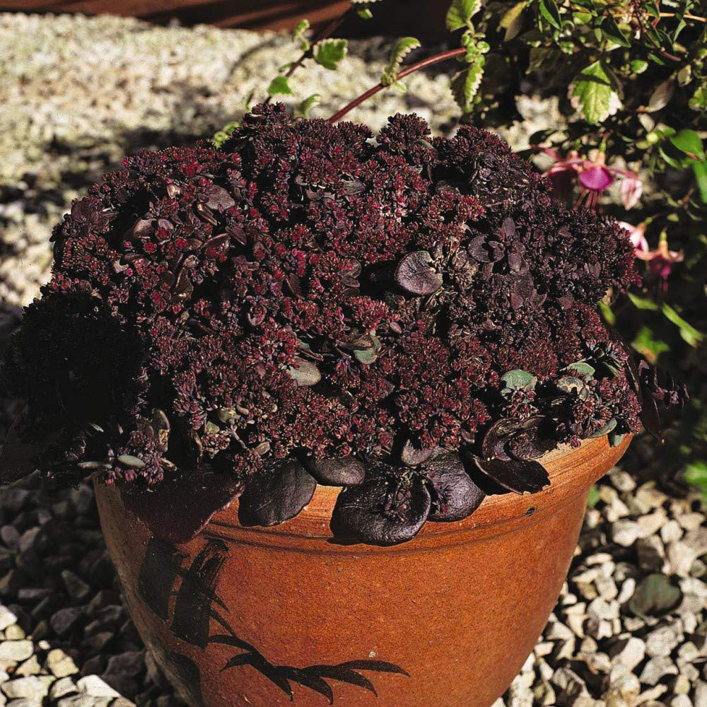 Thompson & Morgan Sedum Ussuriense Turkish Delight Seeds