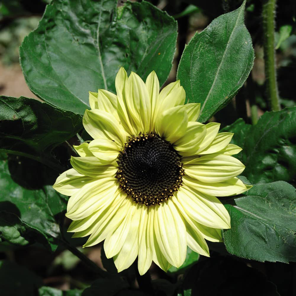 Thompson and Morgan Sunflower Valentine Seeds