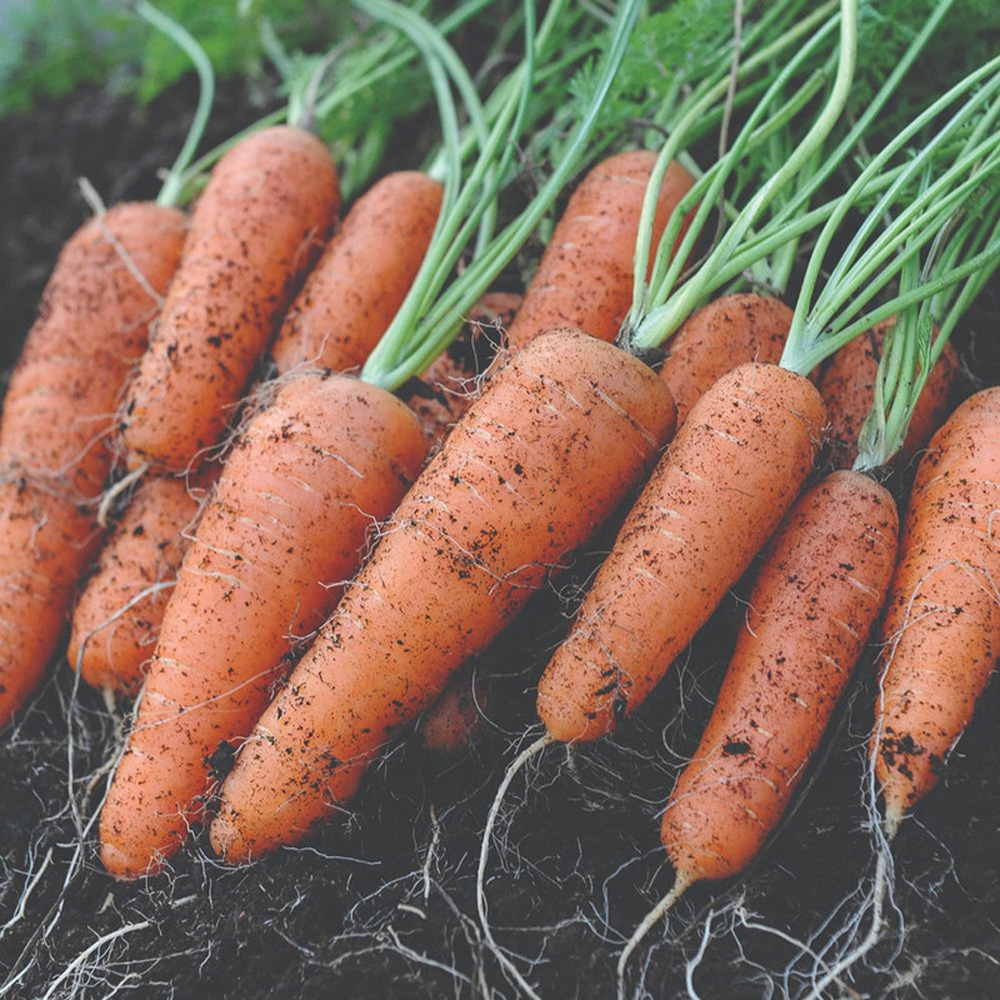Thompson and Morgan Carrot Flyaway F1 Hybrid Seeds