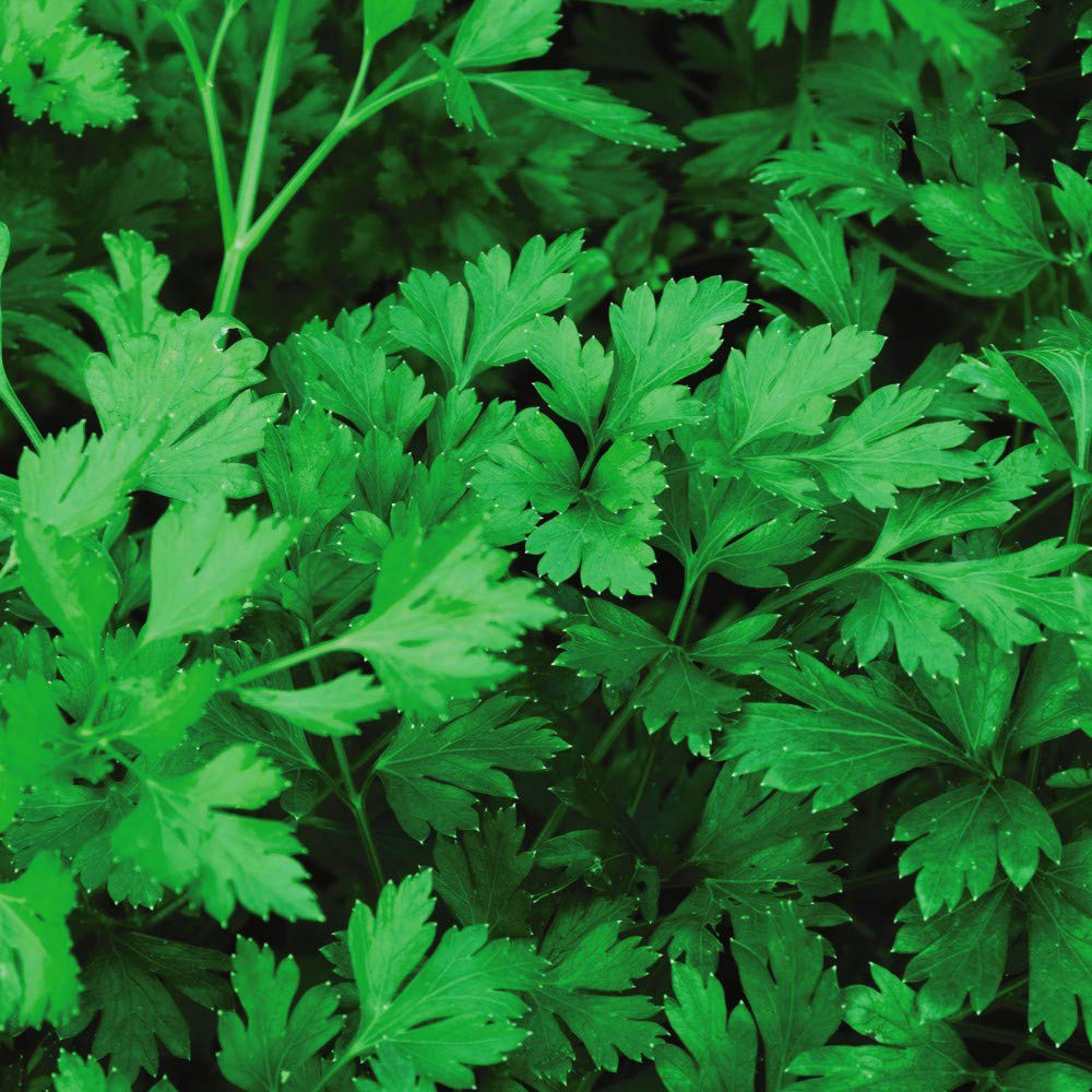 Thompson and Morgan Parsley Plain Leaved Sheep Seeds