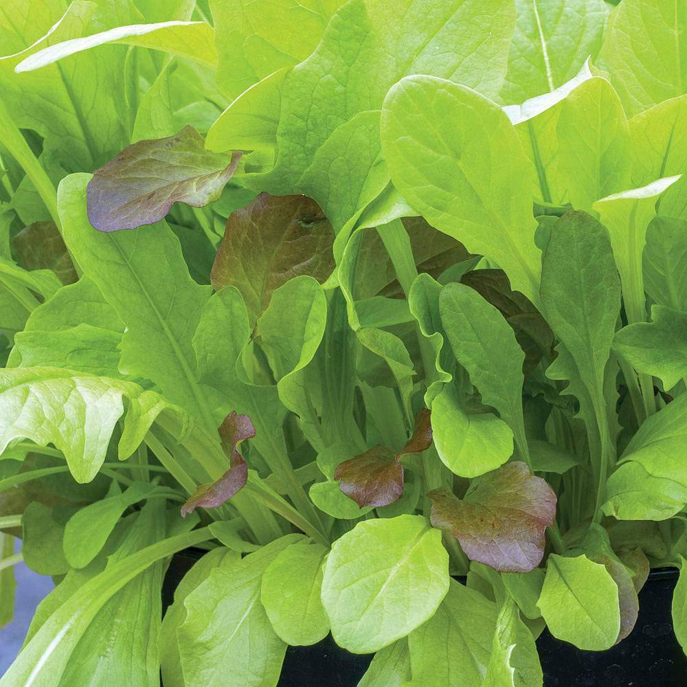 Thompson & Morgan Crispy Lettuce Salad Leaves Blend Seed Packet