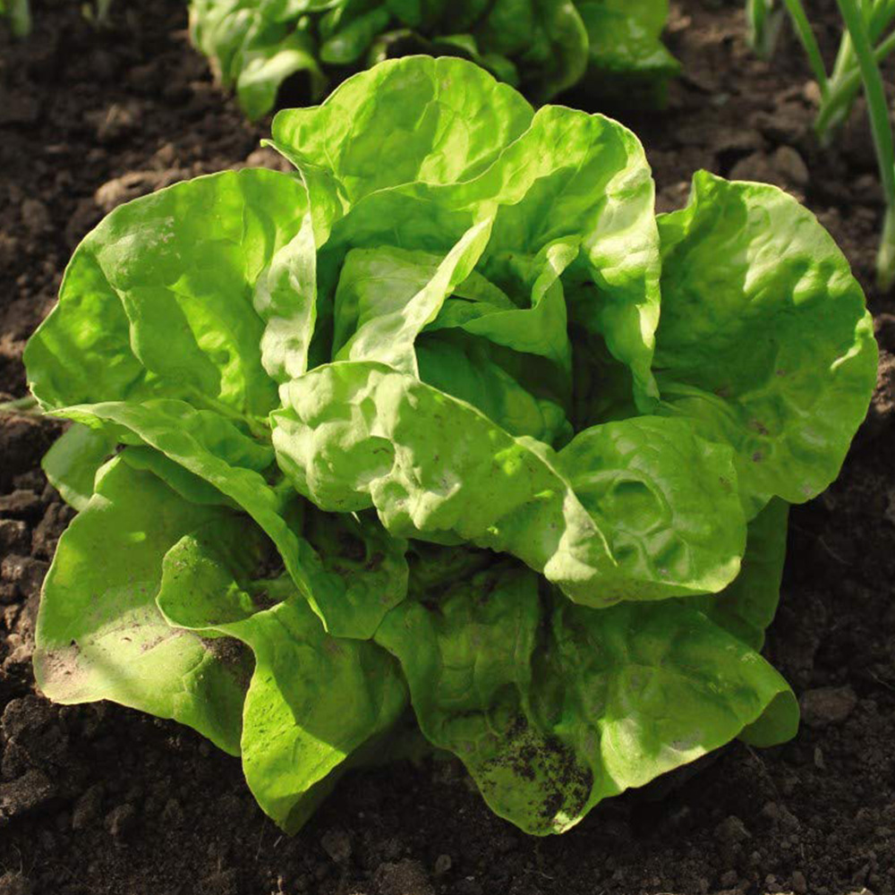Thompson & Morgan Lettuce All The Year Round Seed Packet