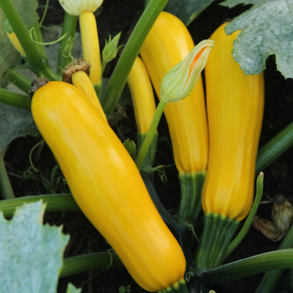 Thompson and Morgan Courgette Cucurbita Pepo Butterstick F1 Seeds