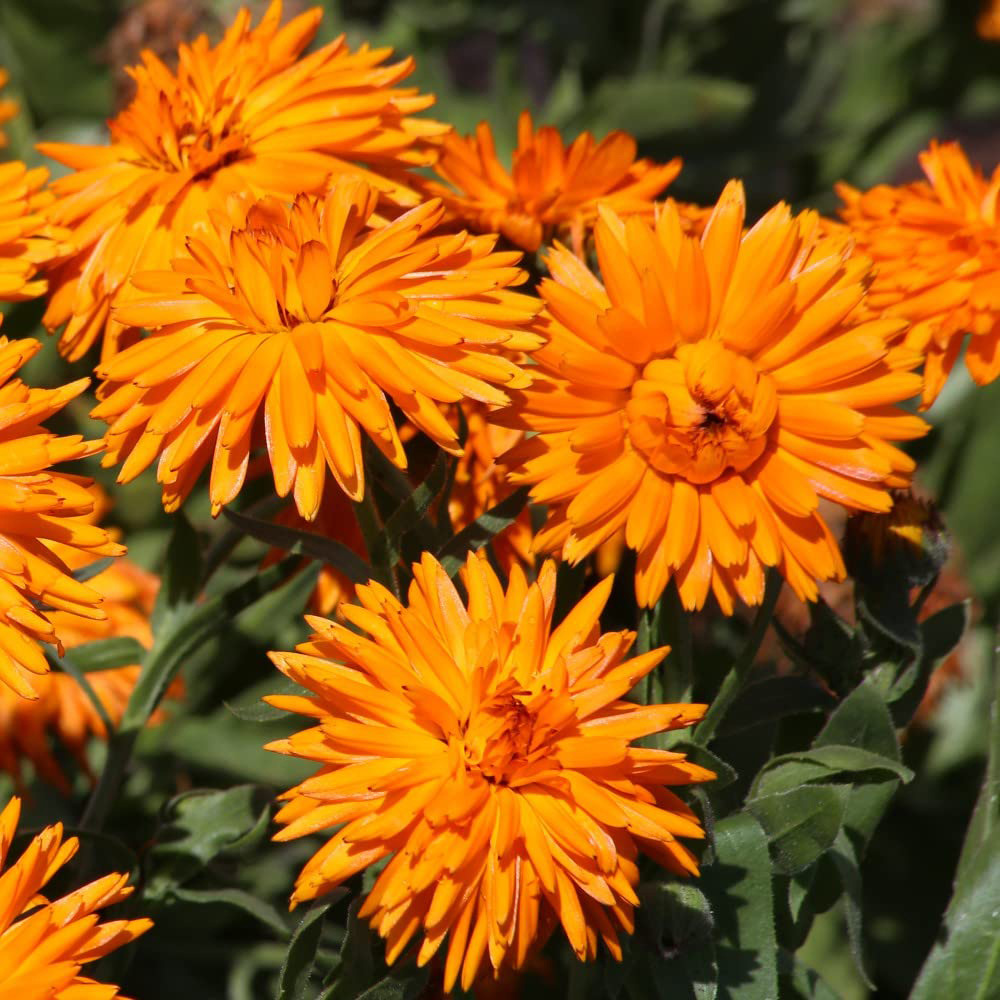 Thompson & Morgan Calendula Officinalis Calexis Orange Seeds