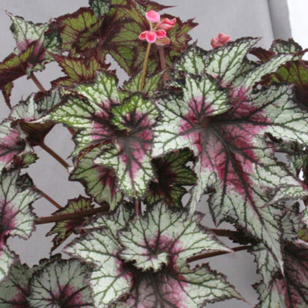 Thompson & Morgan Begonia Red Tempest Jumbo Plug