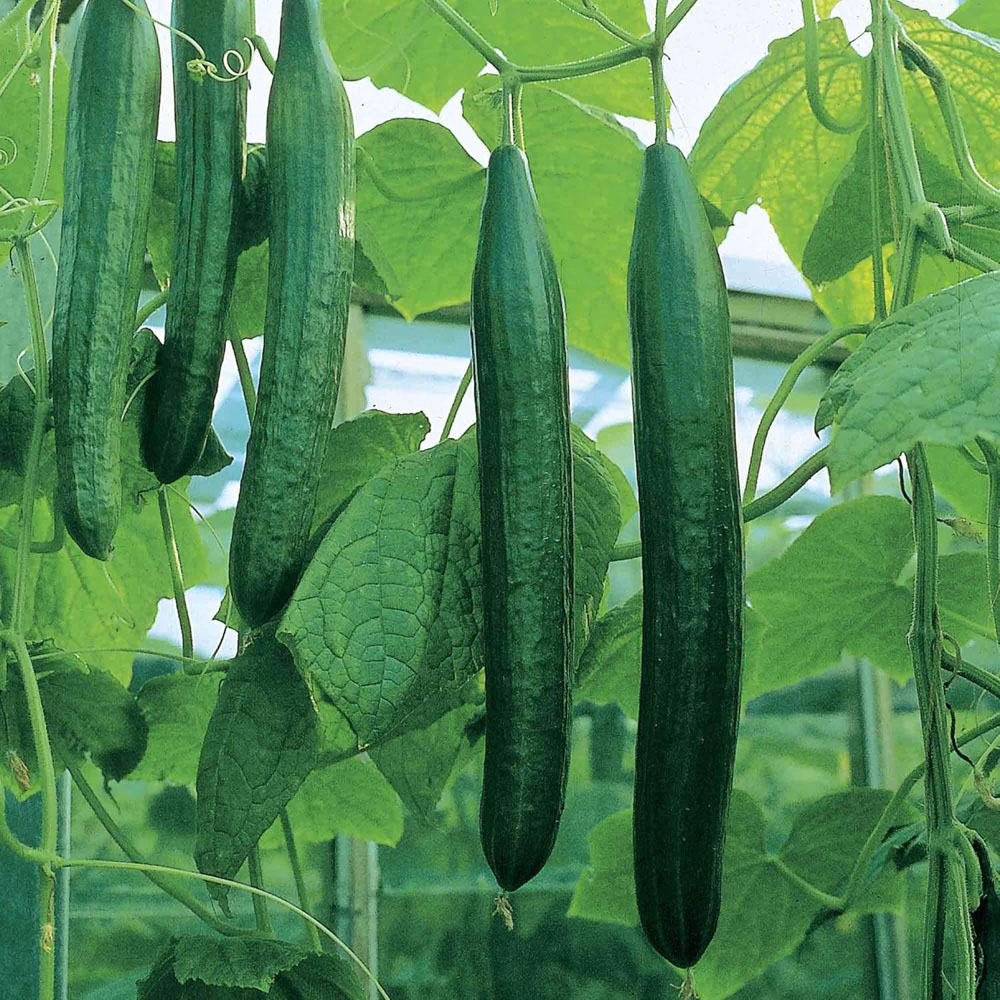 Thompson and Morgan Cucumber All Female F1 Bella Seeds