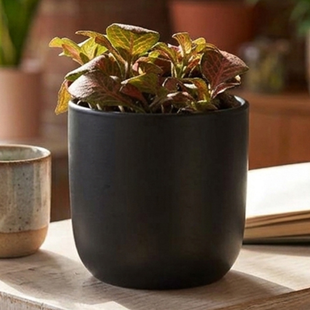 Thompson and Morgan Fittonia Mosaic Skeleton Plant Pot 8.5cm 2 Pack