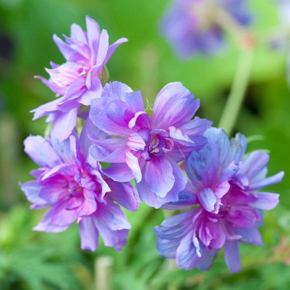 Thompson and Morgan Geranium Double Plenum Caeruleum Plant Pot 1L