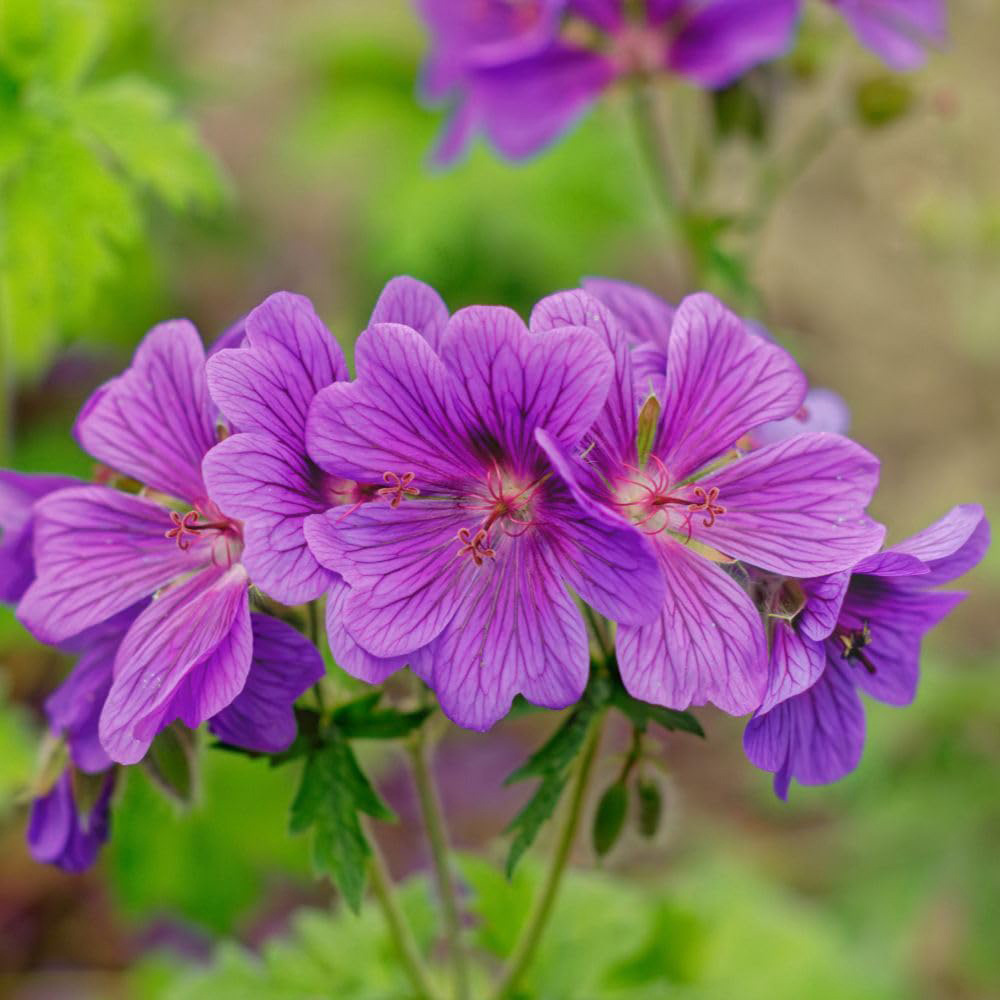 Thompson and Morgan Geranium Magnificum Plant Pot 1L
