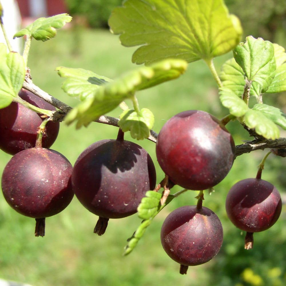 Thompson and Morgan Gooseberry Ribes Uvacrispa Captivator Plant Pot 2L