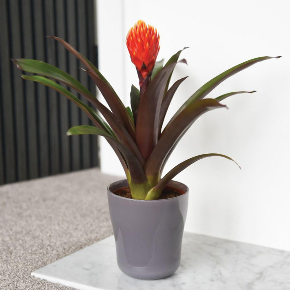 Thompson and Morgan Guzmania Tala Plant Pot 12cm 2 Pack