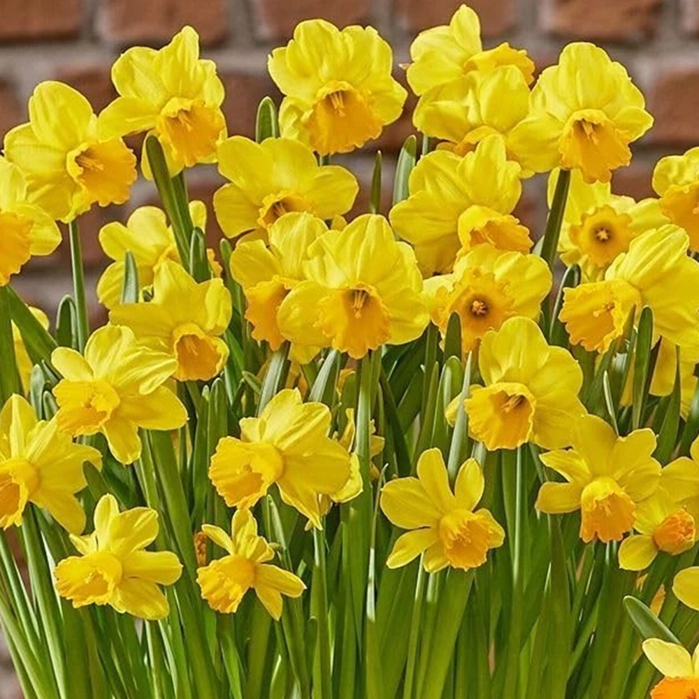Thompson and Morgan Daffodil Adriana Geertruida Planting Bulb 8 Pack