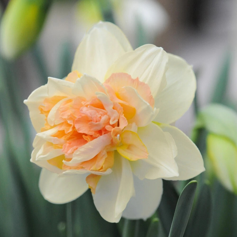 Thompson and Morgan Daffodil Peach Cobbler Planting Bulb 16 Pack