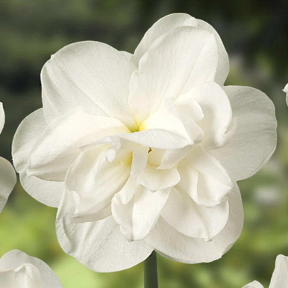 Thompson and Morgan Daffodil Rose of May Improved Spring Planting Bulb 32 Pack