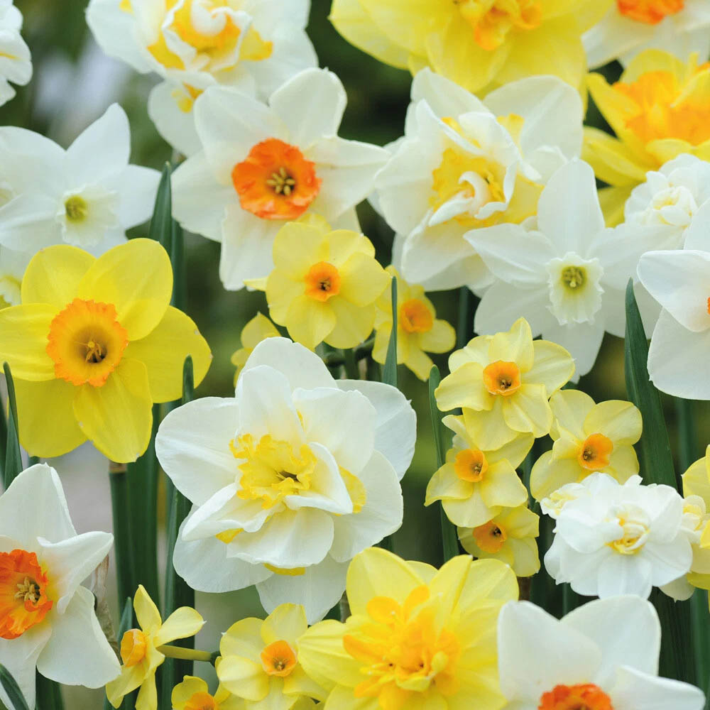 Thompson and Morgan Daffodil Mixed Collection Spring Planting Bulb 16 Pack