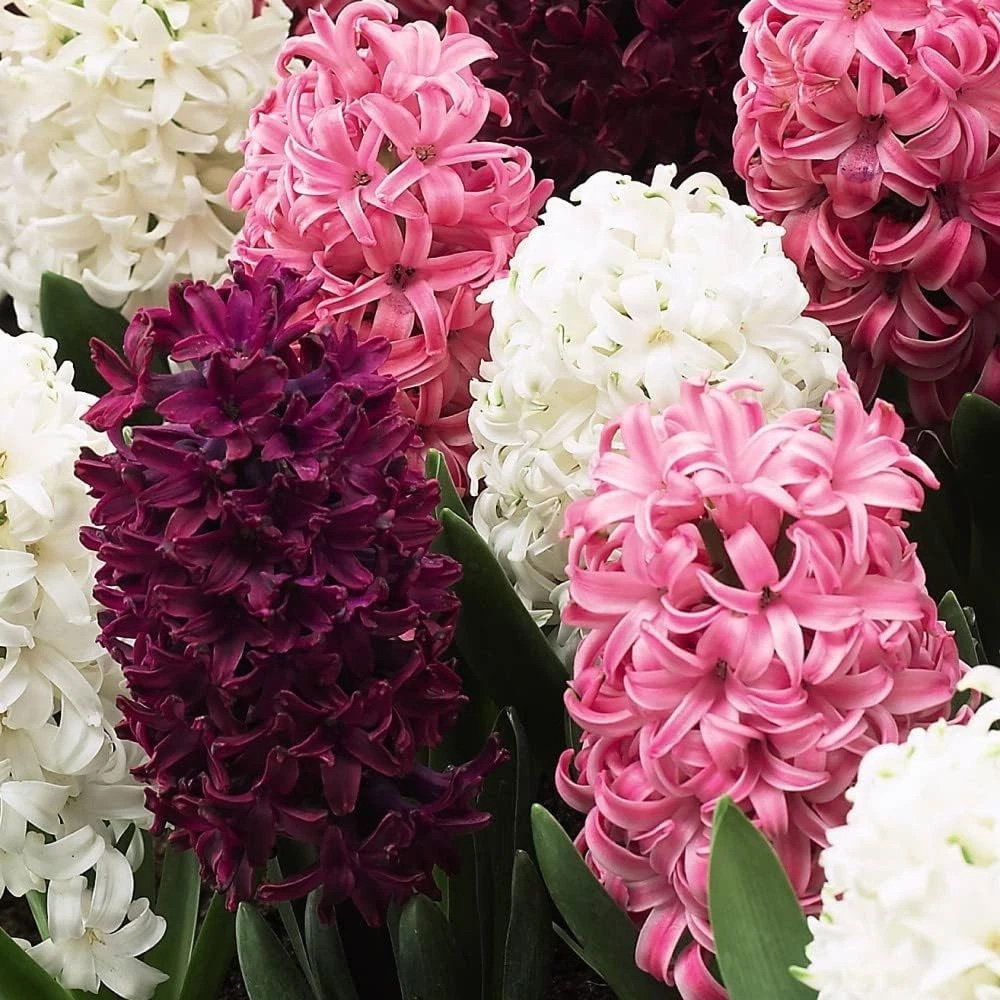 Thompson and Morgan Hyacinth Pretty in Pink Autumn Planting Bulb 16 Pack