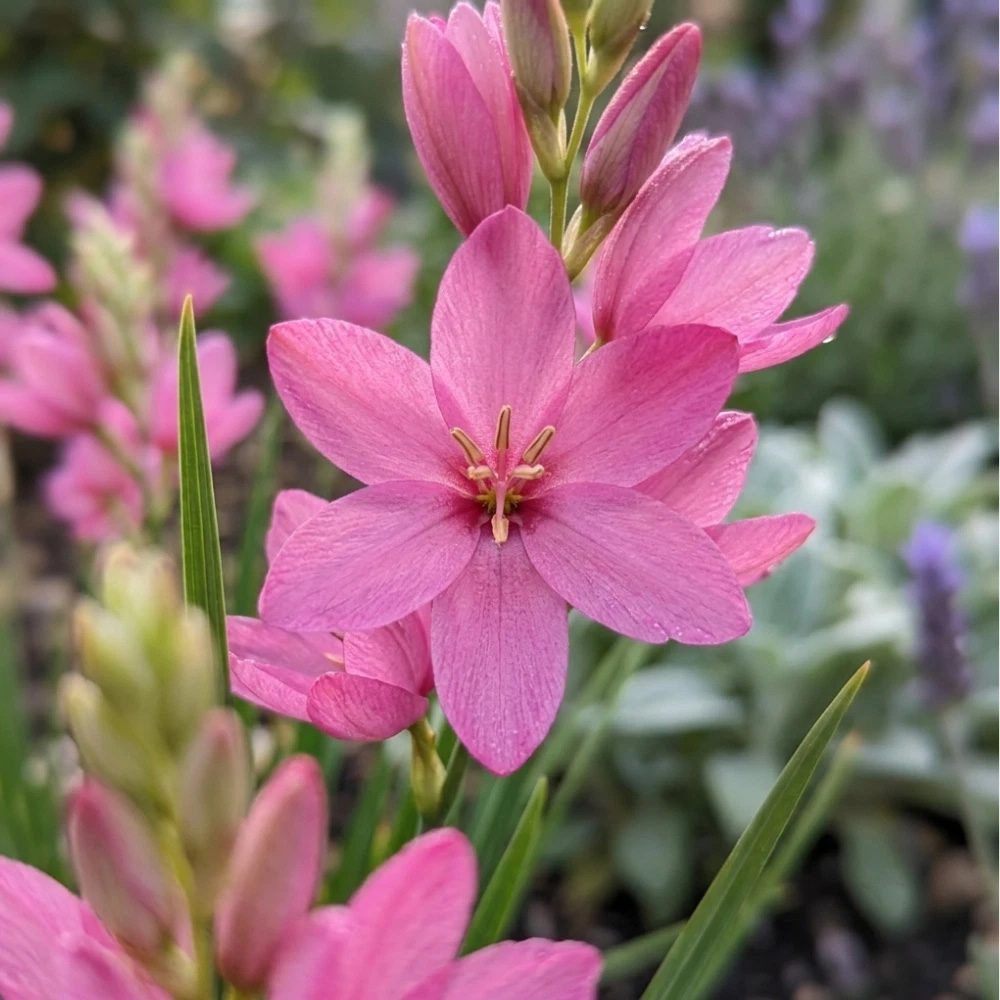 Thompson and Morgan Ixia Venus Autumn Planting Bulb 8 Pack