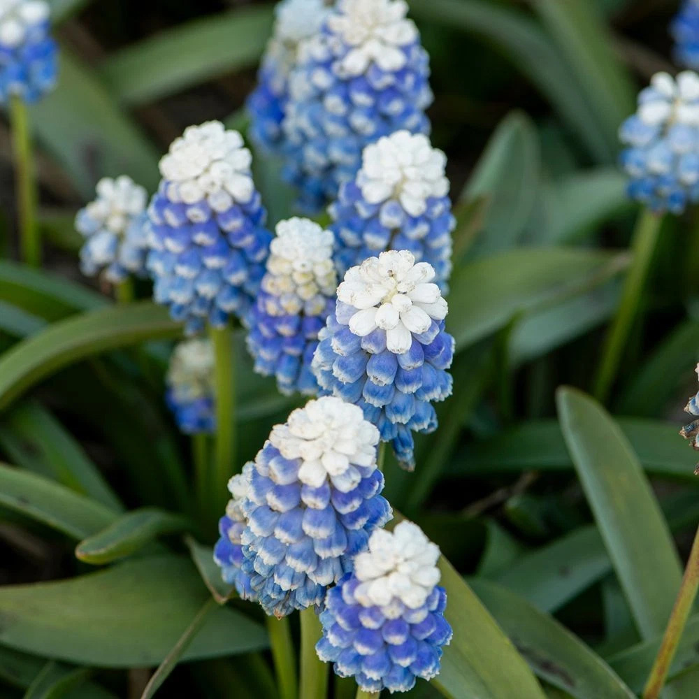 Thompson and Morgan Muscari Mountain Lady Autumn Planting Bulb 16 Pack