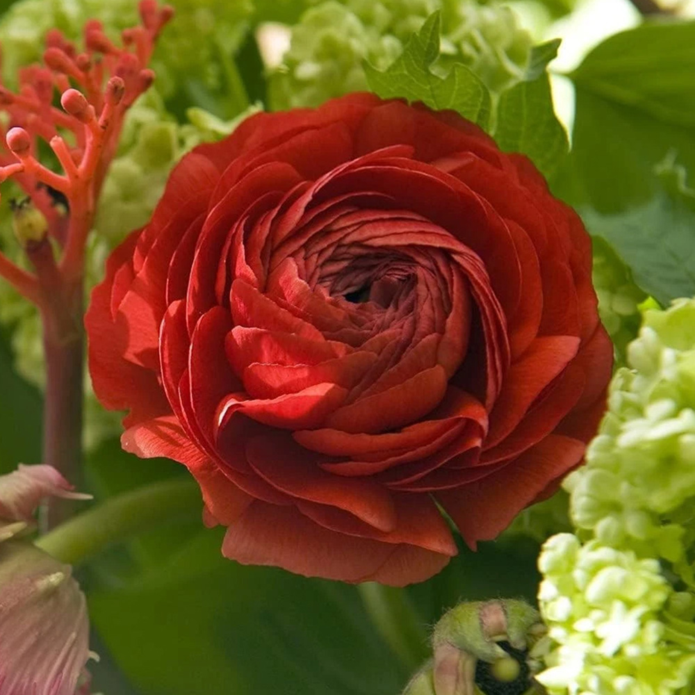 Thompson and Morgan Ranunculus Red Autumn Planting Bulb 16 Pack