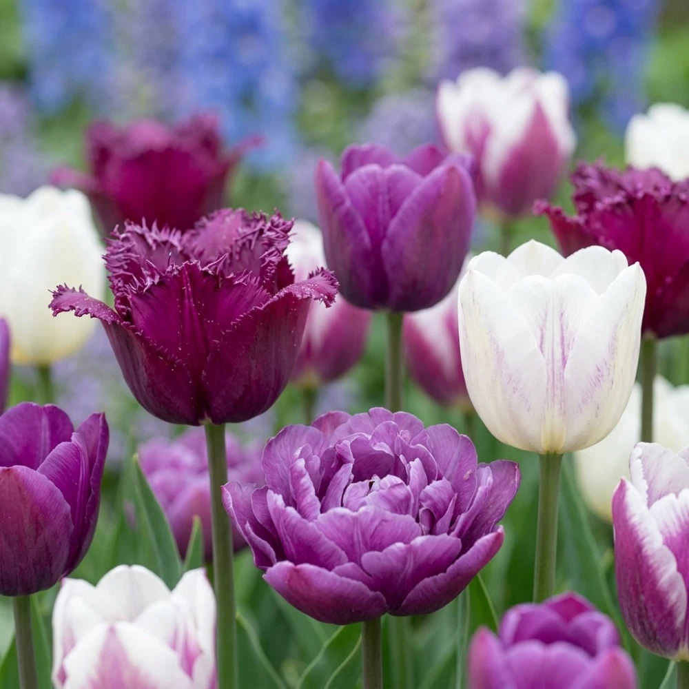 Thompson and Morgan Tulip Purple Passion Planting Bulb 20 Pack