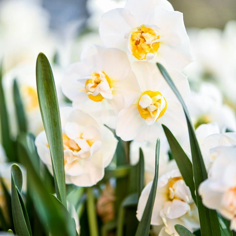 Thompson and Morgan Daffodil Bridal Crown Creamy White and Yellow Planting Bulb 8 Pack