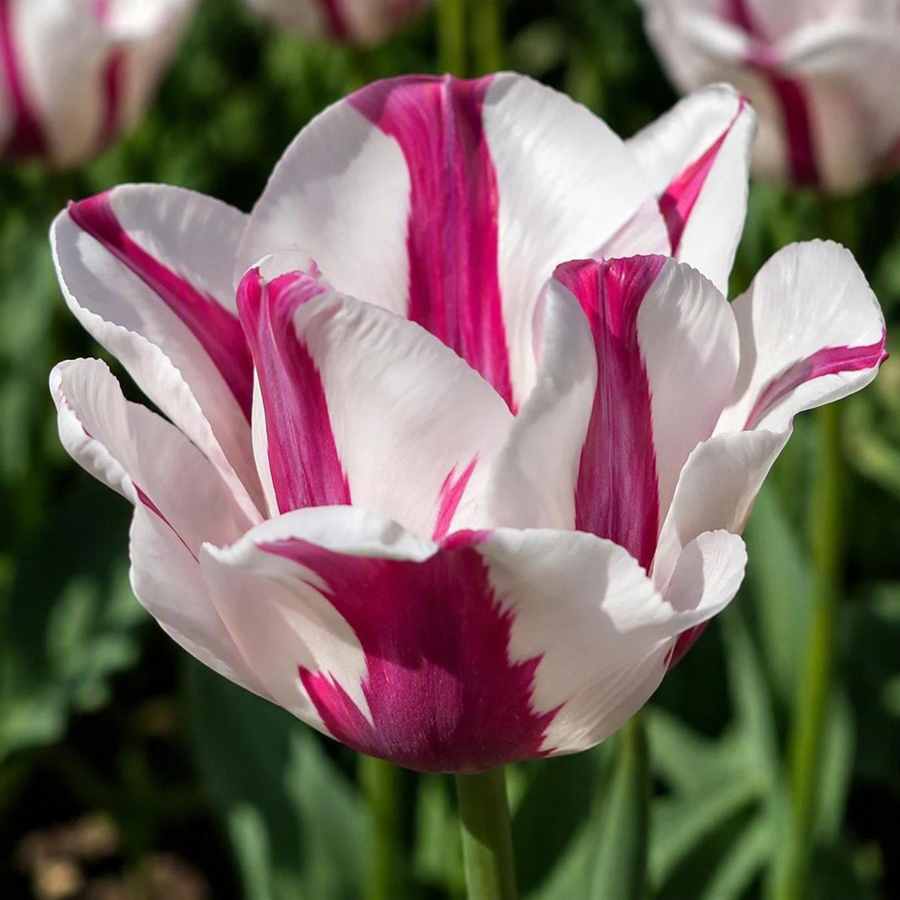 Thompson and Morgan Tulip Alise White and Dark Pink Planting Bulb 16 Pack