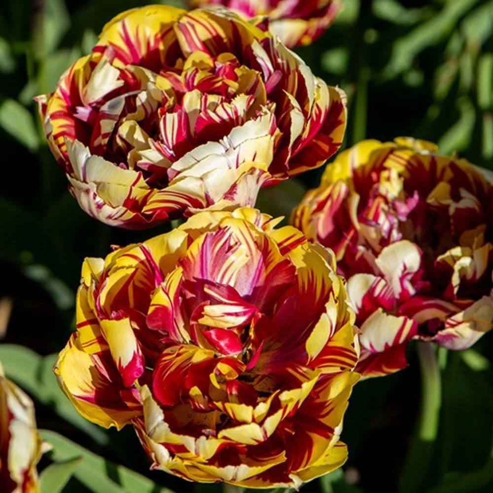 Thompson and Morgan Tulip El Cid Dubbel Red and Golden Yellow Planting Bulb 16 Pack