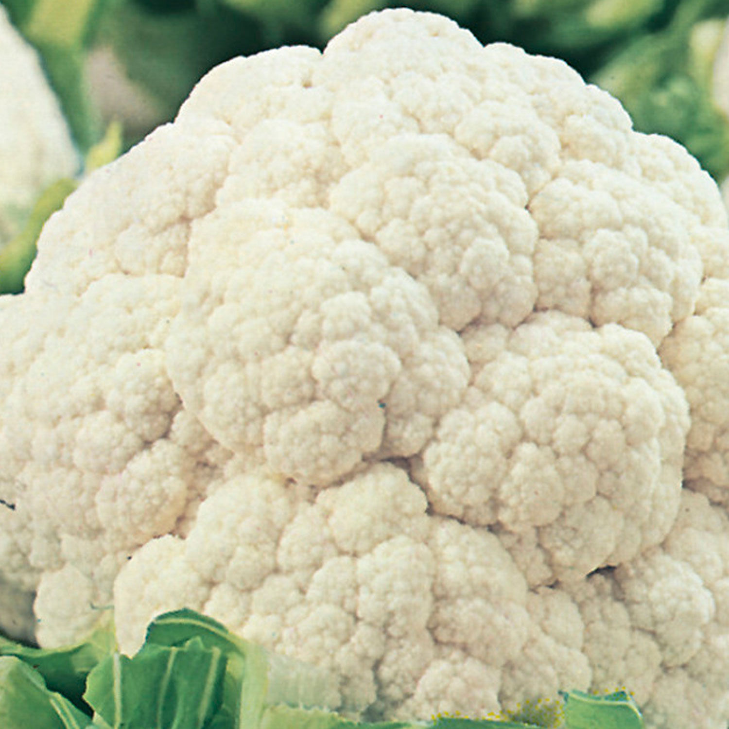 Johnsons All Year Round Cauliflower Seeds
