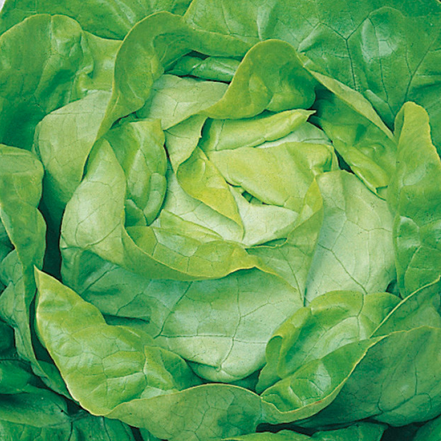 Johnsons All the Year Round Lettuce Seeds
